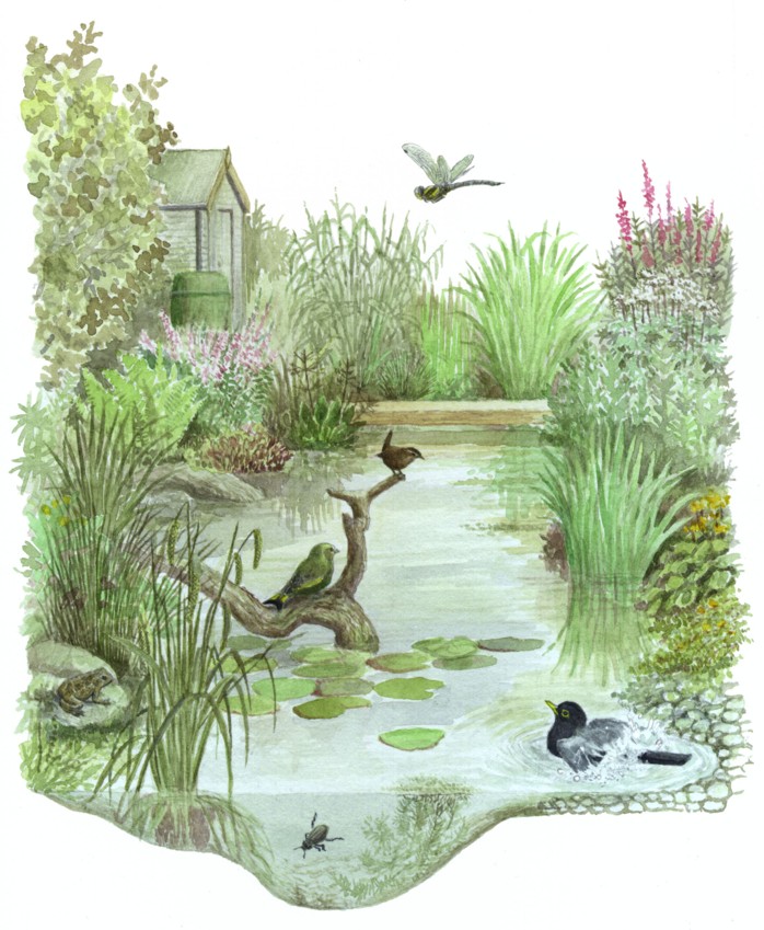 wildlife pond